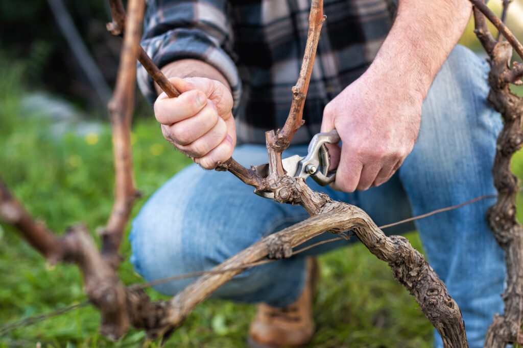 Vine pruning experience