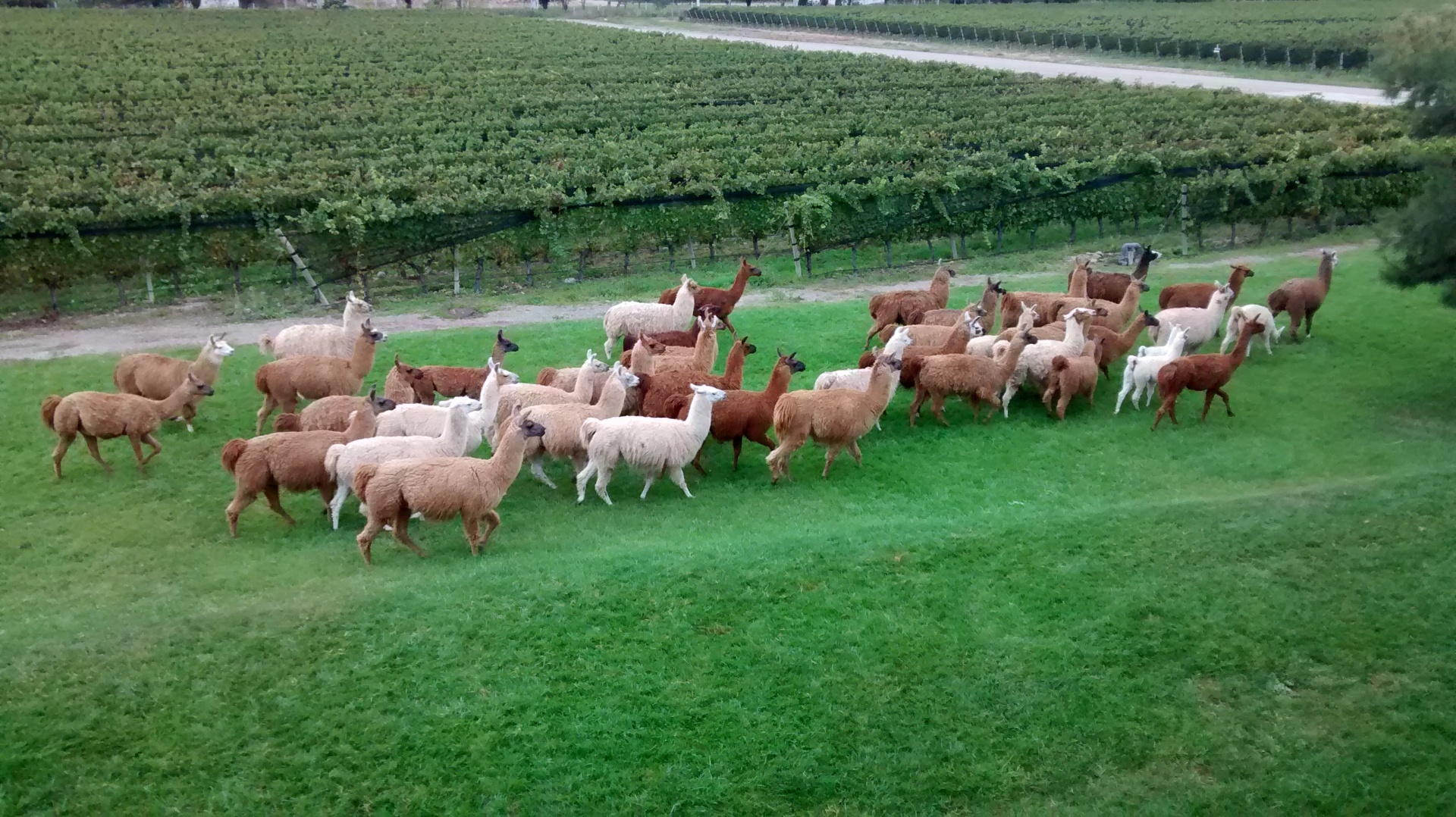 Zolo Winery with llamas