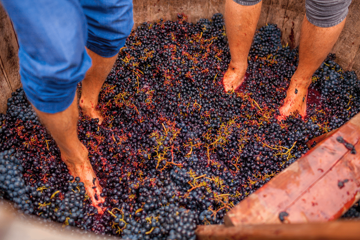 Grape stomping during harvest