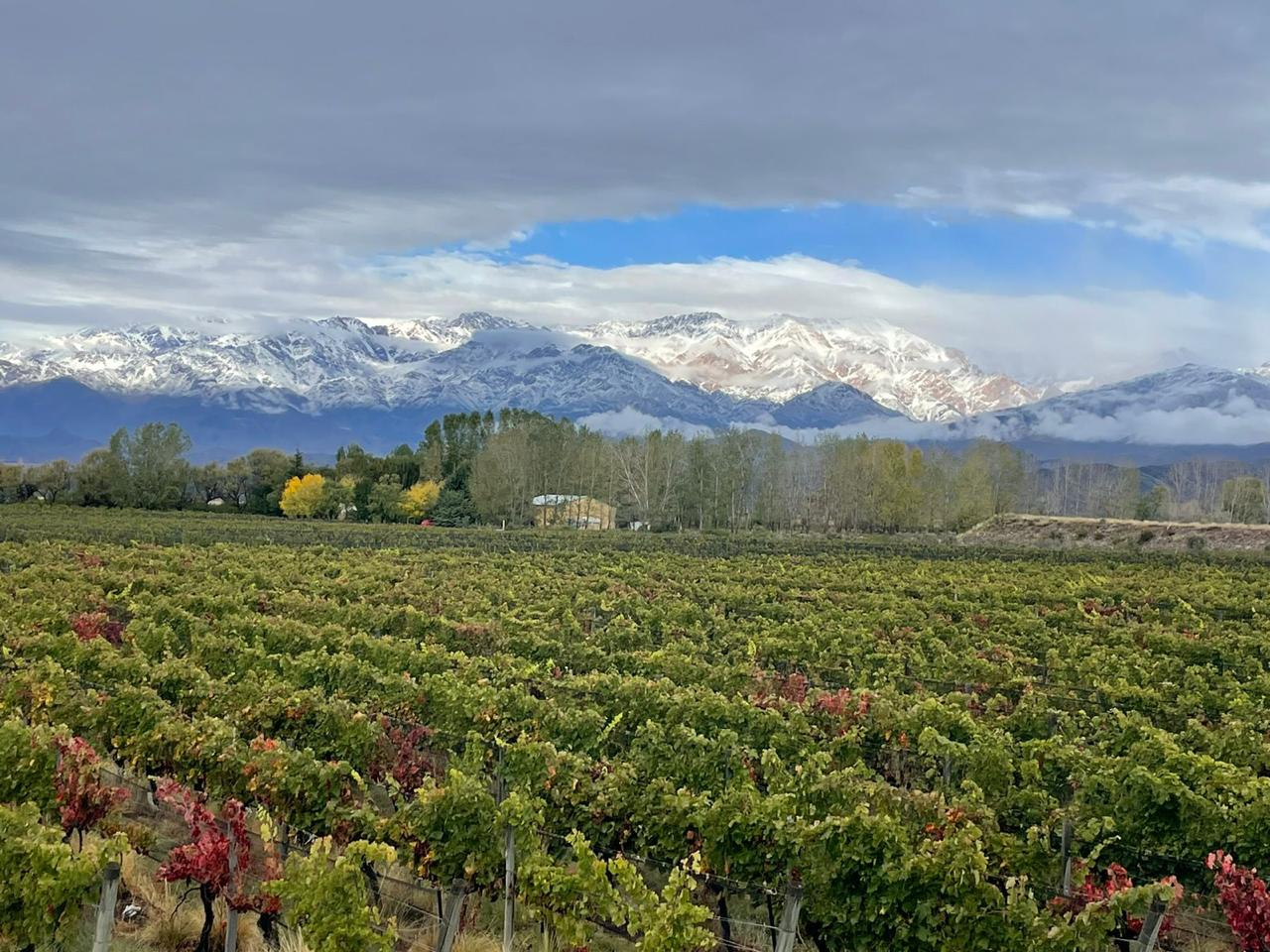 Vineyard landscape with mountains